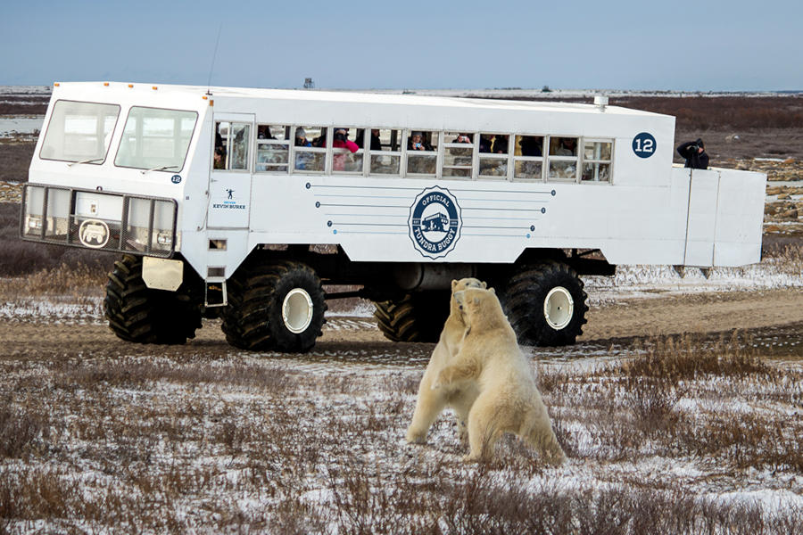 Two polar bears fight in front of a tundra buggy while quests watch on